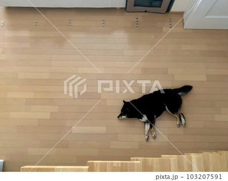 柴犬落ちてる 柴犬落ちてる 103207591