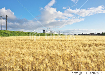 麦秋の特急列車 麦秋の特急列車 103207803
