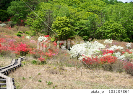ツツジが満開の横根山と井戸湿原ハイキングコース ツツジが満開の横根山と井戸湿原ハイキングコース 103207864