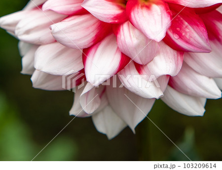 ダリアの花咲き 103209614