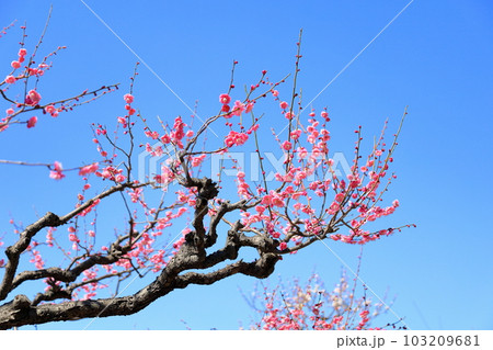 梅の花　八重寒紅 103209681