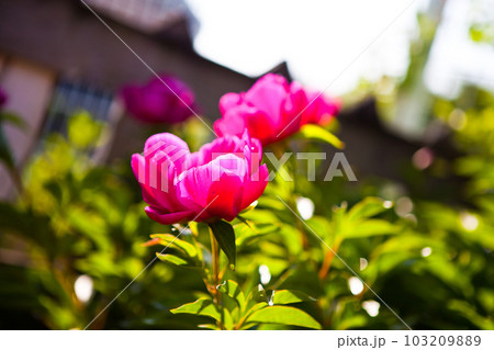 Peony flowers bloomed in the garden. the pink peony in the garden. Selection focus. Shallow hedges Peony flowers bloomed in the garden. the pink peony in the garden. Selection focus. Shallow hedges 103209889