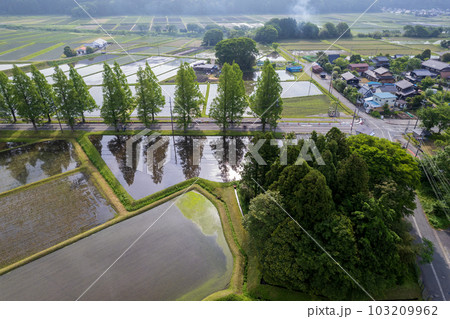 ドローン撮影｜新緑のメタセコイア並木道｜滋賀県高島市マキノ町 103209962