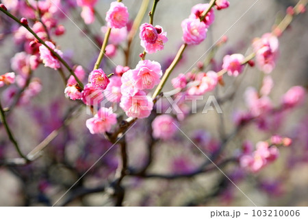 ピンクの梅の花 未開紅 ピンクの梅の花 未開紅 103210006