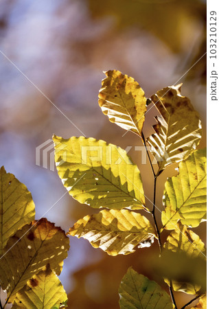 紅葉したブナ林（恩原湖周辺） 103210129