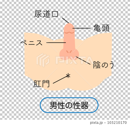 Illustration of male reproductive organs Illustration of male reproductive organs 103210170