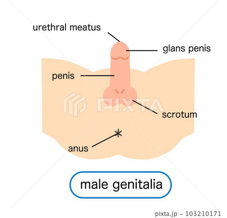 男性生殖器のイラスト 男性生殖器のイラスト 103210171