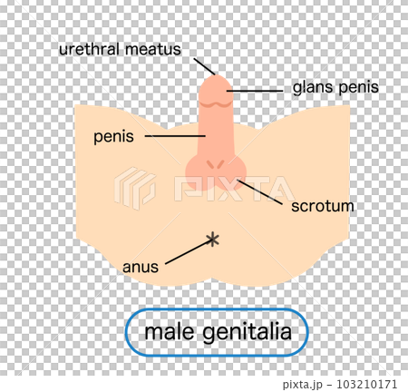 男性生殖器のイラスト 男性生殖器のイラスト 103210171