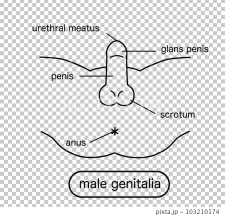 Male reproductive organs line drawing illustration Male reproductive organs line drawing illustration 103210174