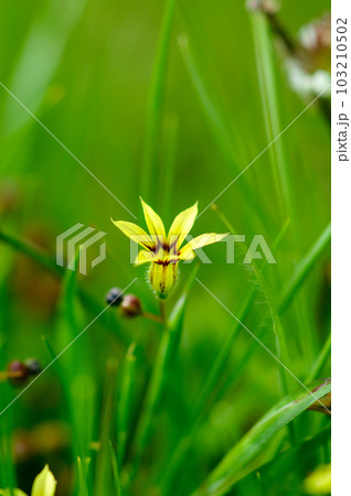 庭石菖(にわぜきしょう)の黄花 103210502