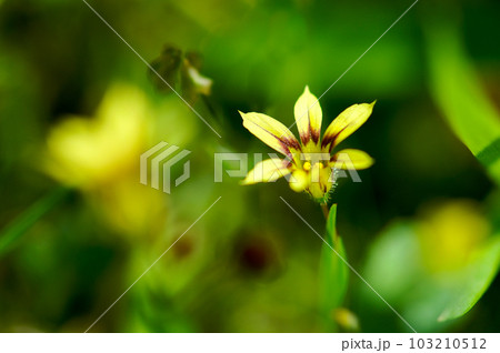 庭石菖(にわぜきしょう)の黄花 103210512