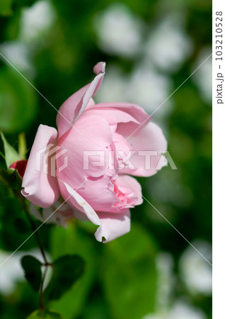 ピンクの薔薇 ピンクの薔薇 103210528