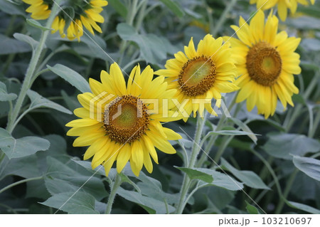 ひまわり ひまわり 103210697