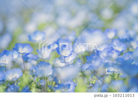茨城県 国営ひたち海浜公園 満開のネモフィラ 茨城県 国営ひたち海浜公園 満開のネモフィラ 103211013