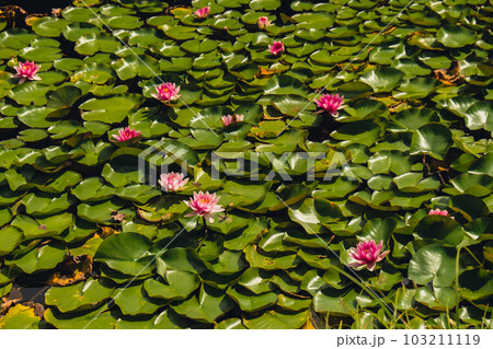 From above of bright blooming pink water lotus flowers growing among lush green leaves on calm pond. Red water lily or lotus flower Attraction in the pond. Magic close-up of Nymphaea Flower landscape 103211119