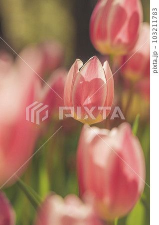 茨城県国営ひたち海浜公園 満開のチューリップ 103211783