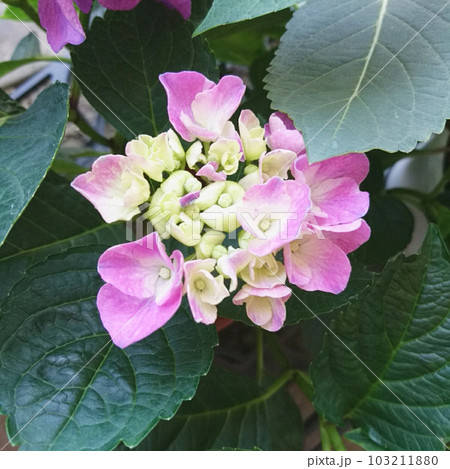咲かけのピンク色の紫陽花 103211880