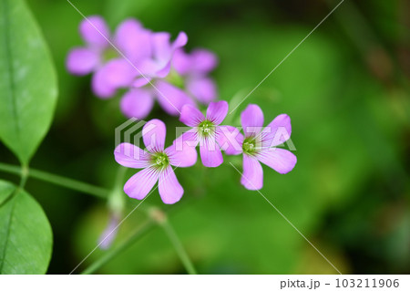 ムラサキカタバミ(紫片喰) ムラサキカタバミ(紫片喰) 103211906