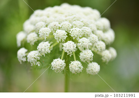 ニンジン(人参)の花 ニンジン(人参)の花 103211991