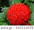 Close up of Powder puff lily flower   head blooming in front of the sun, Haemanthus multiflorus flower head. 103212078