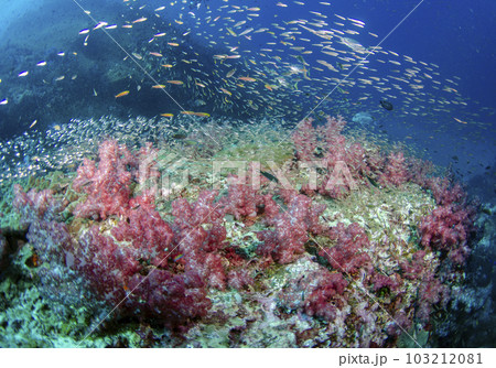 ソフトコーラルと魚の群れ（タイ・シミラン）.4 103212081