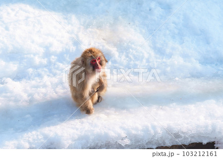 Monkey soaking in hot spring, Hakodate Tropical Botanical Garden with Snow in winter Season. landmark and popular for attractions in Hokkaido, Japan. Travel and Vacation concept Monkey soaking in hot spring, Hakodate Tropical Botanical Garden with Snow in winter Season. landmark and popular for attractions in Hokkaido, Japan. Travel and Vacation concept 103212161