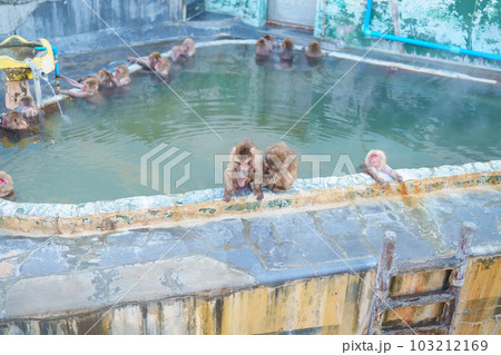 Monkey soaking in hot spring, Hakodate Tropical Botanical Garden with Snow in winter Season. landmark and popular for attractions in Hokkaido, Japan. Travel and Vacation concept Monkey soaking in hot spring, Hakodate Tropical Botanical Garden with Snow in winter Season. landmark and popular for attractions in Hokkaido, Japan. Travel and Vacation concept 103212169