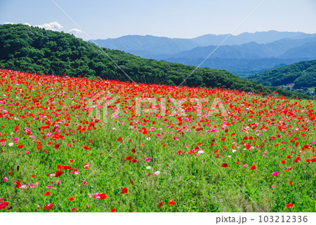 天空のポピー 103212336
