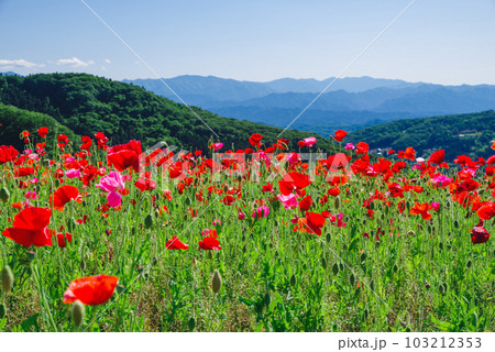 天空のポピー 天空のポピー 103212353