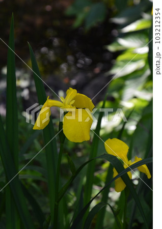 神代植物公園水生植物園で撮影した杜若です 神代植物公園水生植物園で撮影した杜若です 103212354