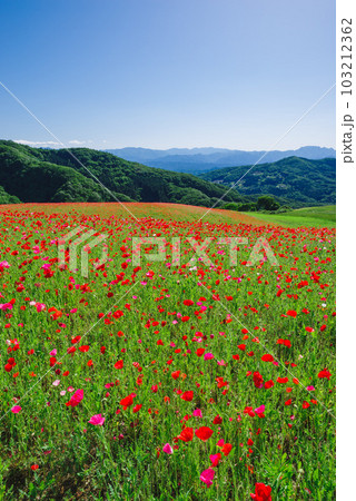 天空のポピー 103212362