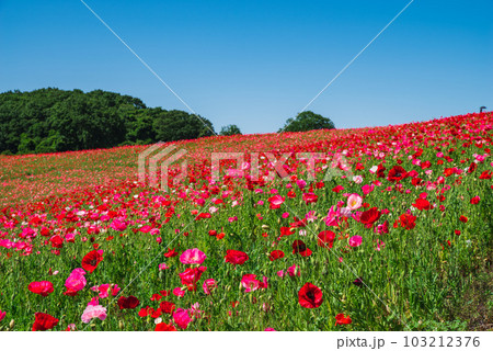 天空のポピー 天空のポピー 103212376