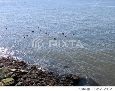 ニューヨーク リバティ島の岸辺で泳ぐ コクガンの群れ ニューヨーク リバティ島の岸辺で泳ぐ コクガンの群れ 103212412
