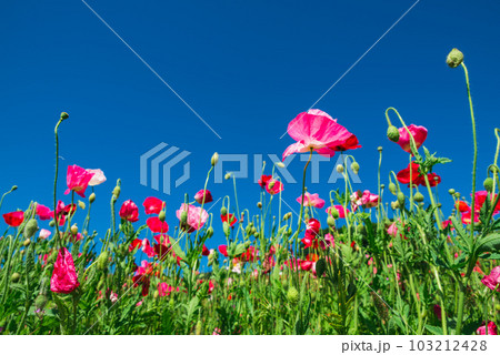 青空広がるポピー畑 103212428