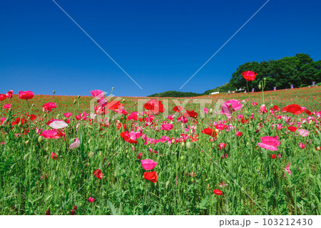 青空広がるポピー畑 103212430
