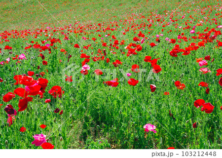 天空のポピー 天空のポピー 103212448