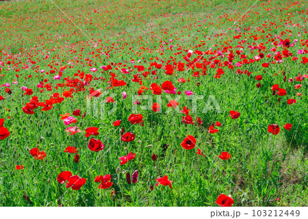 天空のポピー 103212449