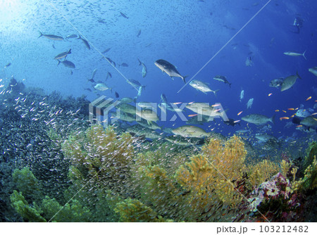 キツネフエダイ、スカシテンジクダイの群れ（タイ・シミラン）.3 103212482