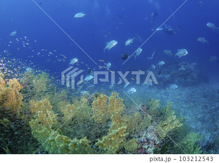 ギンガメアジの群れと黄色いソフトコーラル（タイ・シミラン） 103212543