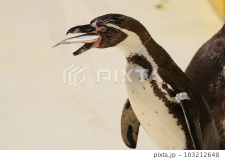 ペンギンは魚を頭から丸呑みする 103212648