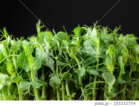 Fresh pea microgreen sprouts on a black background. 103212754