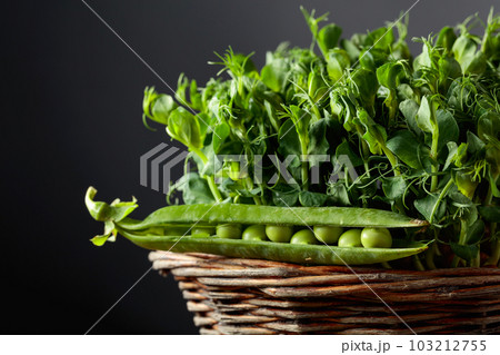Fresh pea pods and microgreen sprouts. 103212755