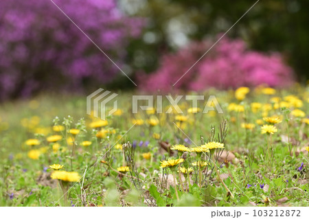 タンポポ すみれ つつじ そのほかの花 タンポポ すみれ つつじ そのほかの花 103212872