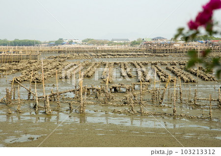 The oyster farms at the coast of the Town, focus selective The oyster farms at the coast of the Town, focus selective 103213312