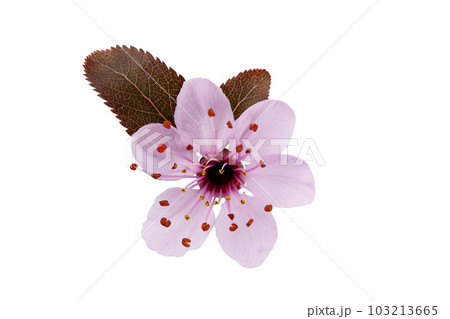Cherry flower head with cherry leaf isolated white background. Single cherry flower for your design. 103213665