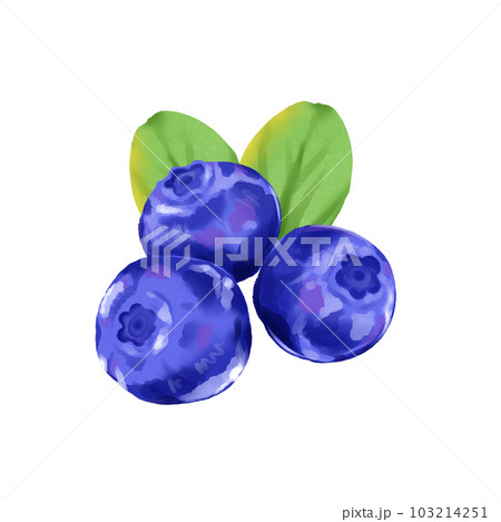 blueberry 103214251