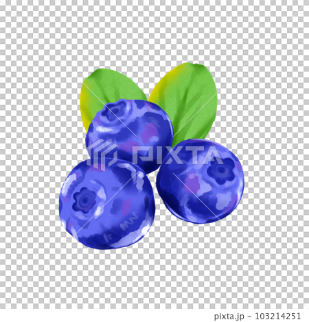 blueberry 103214251