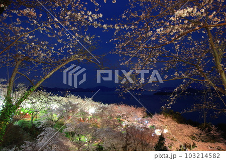 夜の正福寺山公園に浮かび上がる桜 夜の正福寺山公園に浮かび上がる桜 103214582