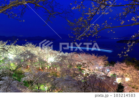 夜の正福寺山公園に浮かび上がる桜 夜の正福寺山公園に浮かび上がる桜 103214583