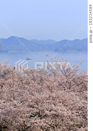 桜と 穏やかな瀬戸の海 桜と 穏やかな瀬戸の海 103214584